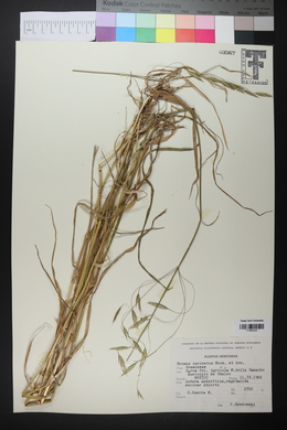 Bromus carinatus image