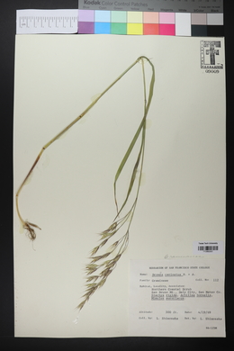 Bromus carinatus image