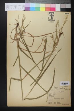 Bromus carinatus image