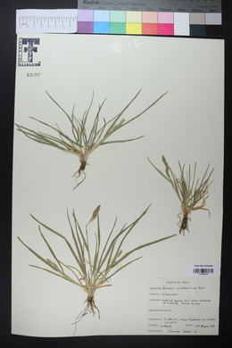 Bromus catharticus image