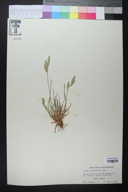 Bromus catharticus image