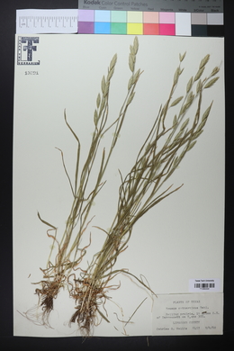 Bromus catharticus image