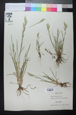 Bromus catharticus image