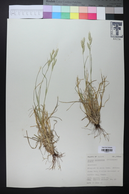 Bromus catharticus image