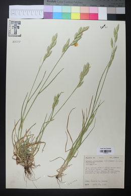 Bromus catharticus image