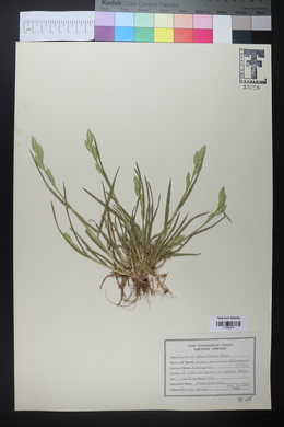 Bromus catharticus image