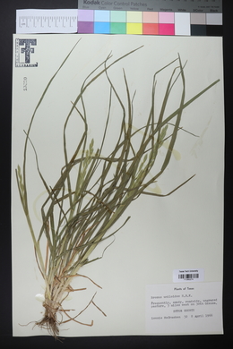 Bromus catharticus image