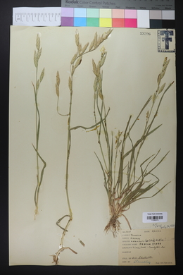 Bromus catharticus image