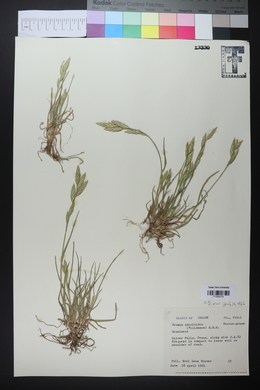 Bromus catharticus image