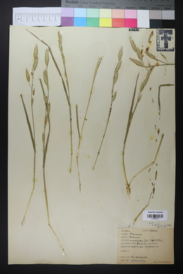 Bromus catharticus image