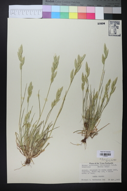 Bromus catharticus image