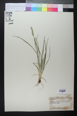 Bromus catharticus image