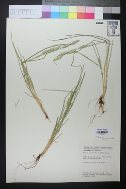 Bromus catharticus image