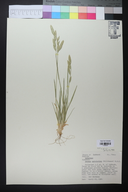 Bromus catharticus image