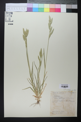 Bromus catharticus image