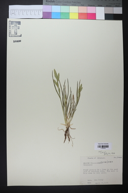 Bromus catharticus image