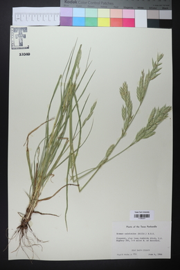 Bromus catharticus image