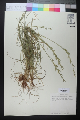 Bromus catharticus image