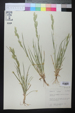 Bromus catharticus image