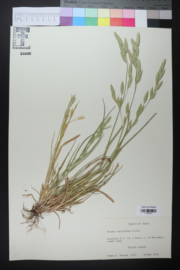 Bromus catharticus image