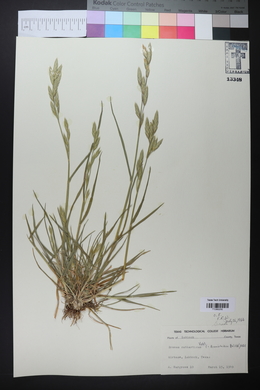 Bromus catharticus image