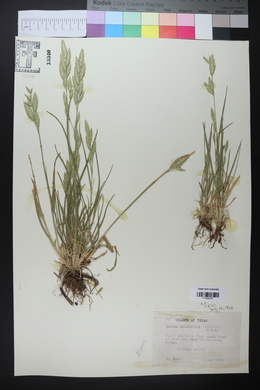 Bromus catharticus image