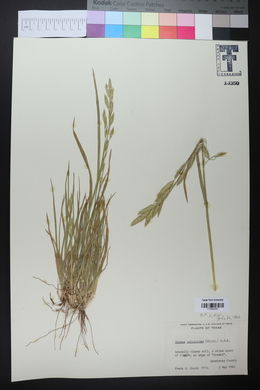 Bromus catharticus image