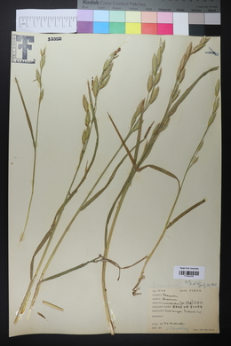 Bromus catharticus image