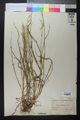 Bromus catharticus image