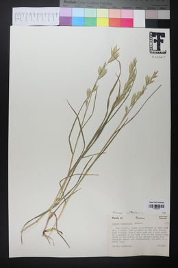 Bromus catharticus image