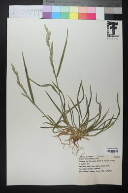 Bromus catharticus image