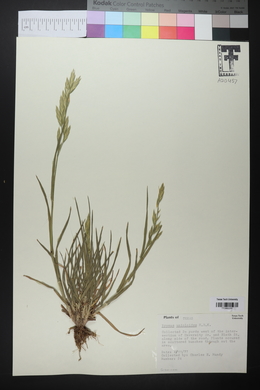 Bromus catharticus image