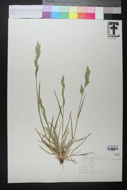 Bromus catharticus image