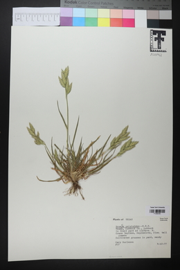 Bromus catharticus image