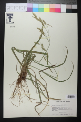 Bromus lanatipes image