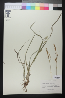 Bromus lanatipes image