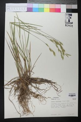 Bromus lanatipes image