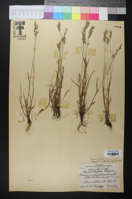 Bromus hordeaceus image