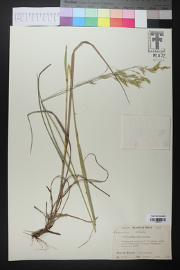 Bromus polyanthus image