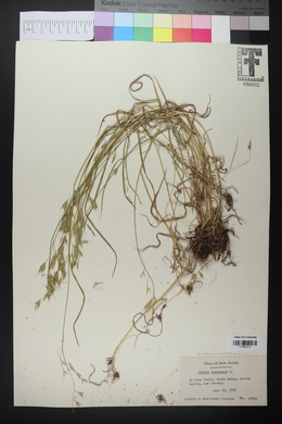 Bromus racemosus image