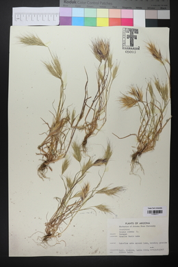 Bromus rubens image