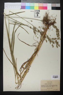 Bromus secalinus image