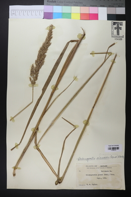 Calamagrostis cinnoides image