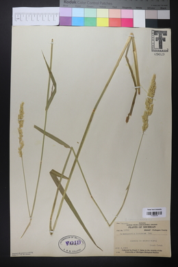 Calamagrostis stricta image