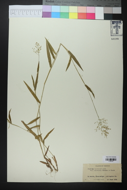 Panicum acuminatum image