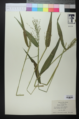 Panicum boscii image