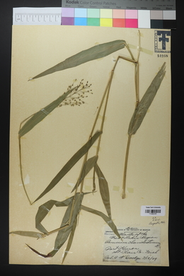 Panicum clandestinum image