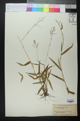 Panicum commutatum image