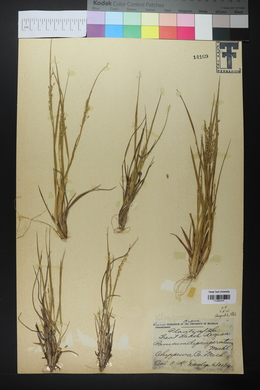 Panicum depauperatum image