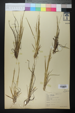 Panicum depauperatum image